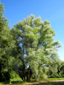20120906Silberweide_Rhein2