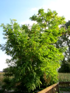20120904Robinie_Hockenheim
