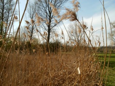 20120402Beim_Herrenteich4