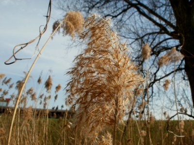 20120402Beim_Herrenteich5