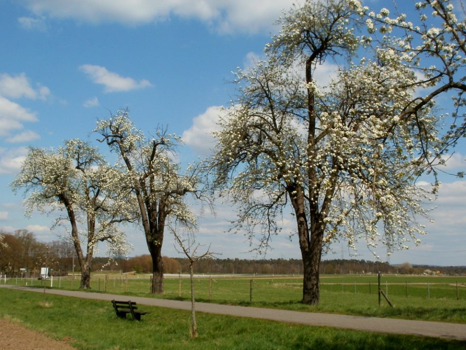 20120408Burgweg_Reilingen02