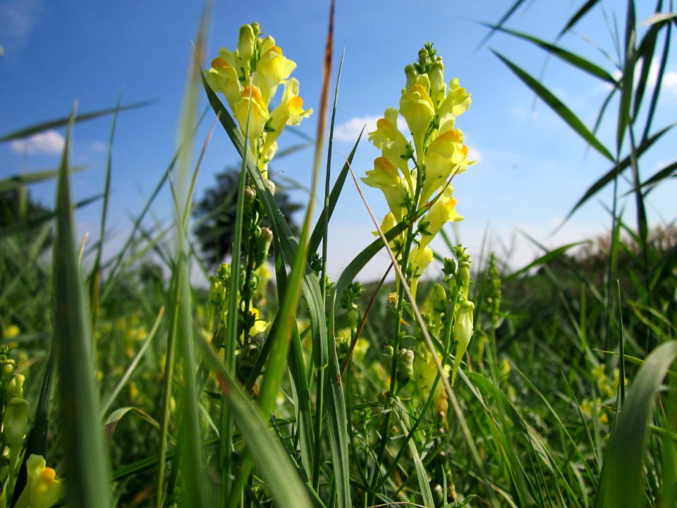 20120904Linaria_vulgaris2