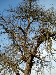 20120402Birnbaum_Hockenheimer_Rheinbogen18