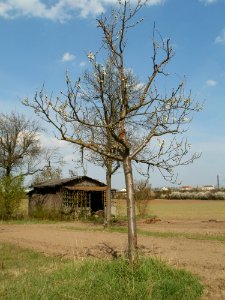 20120403Streuobstwiese_Oftersheim18