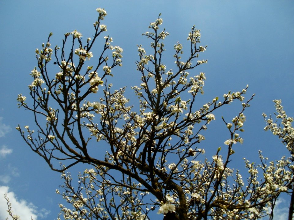 20120403Streuobstwiese_Oftersheim13