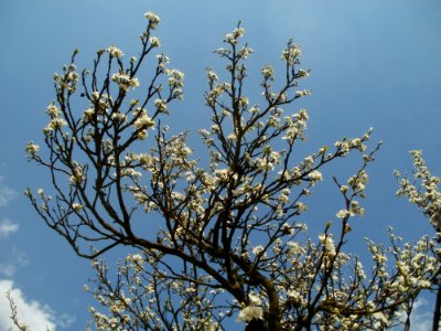 20120403Streuobstwiese_Oftersheim13
