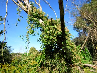 20120906Waldrebe_Rheinhausen1