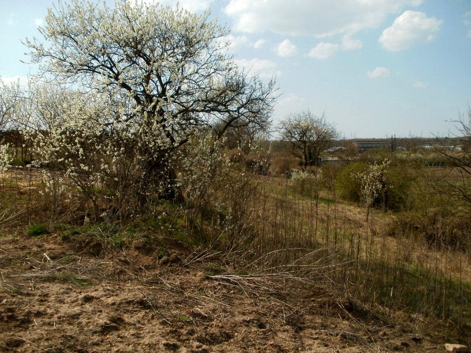 20120403Streuobstwiese_Oftersheim09