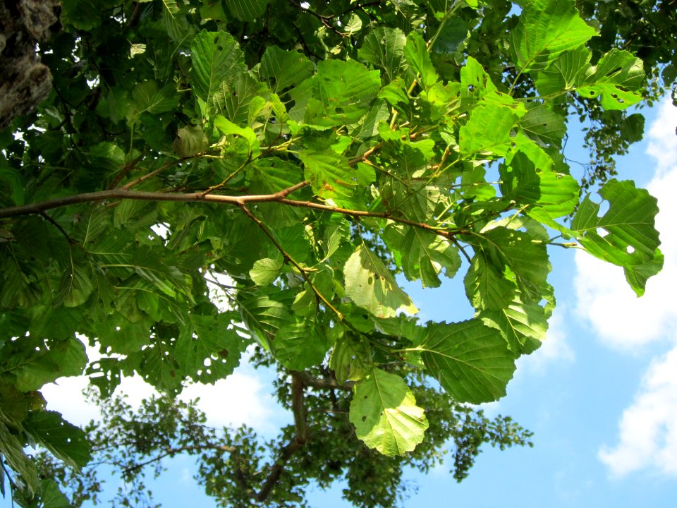 20120904Alnus_glutinosa06