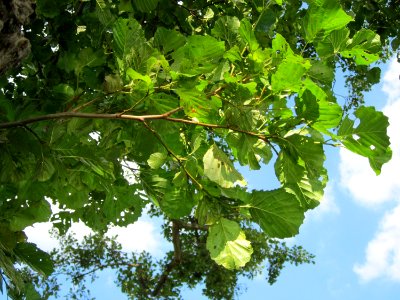 20120904Alnus_glutinosa06
