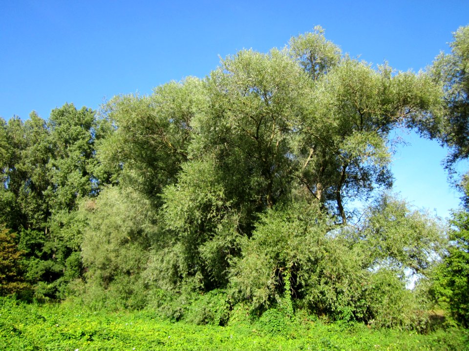 20120906Silberweiden_Altlussheim2