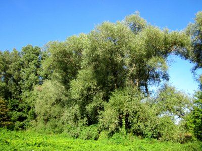 20120906Silberweiden_Altlussheim2