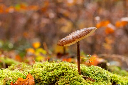 Mushroom small mushroom sponge
