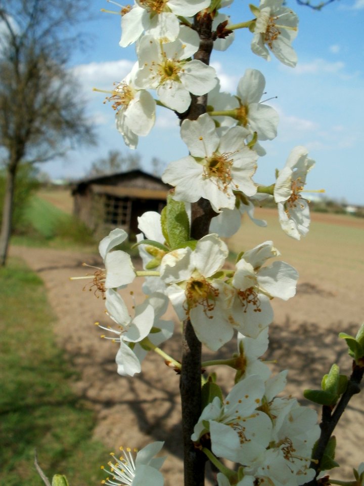 20120403Streuobstwiese_Oftersheim16