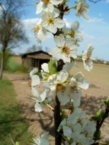 20120403Streuobstwiese_Oftersheim16