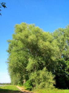 20120906Silberweide_Rhein1