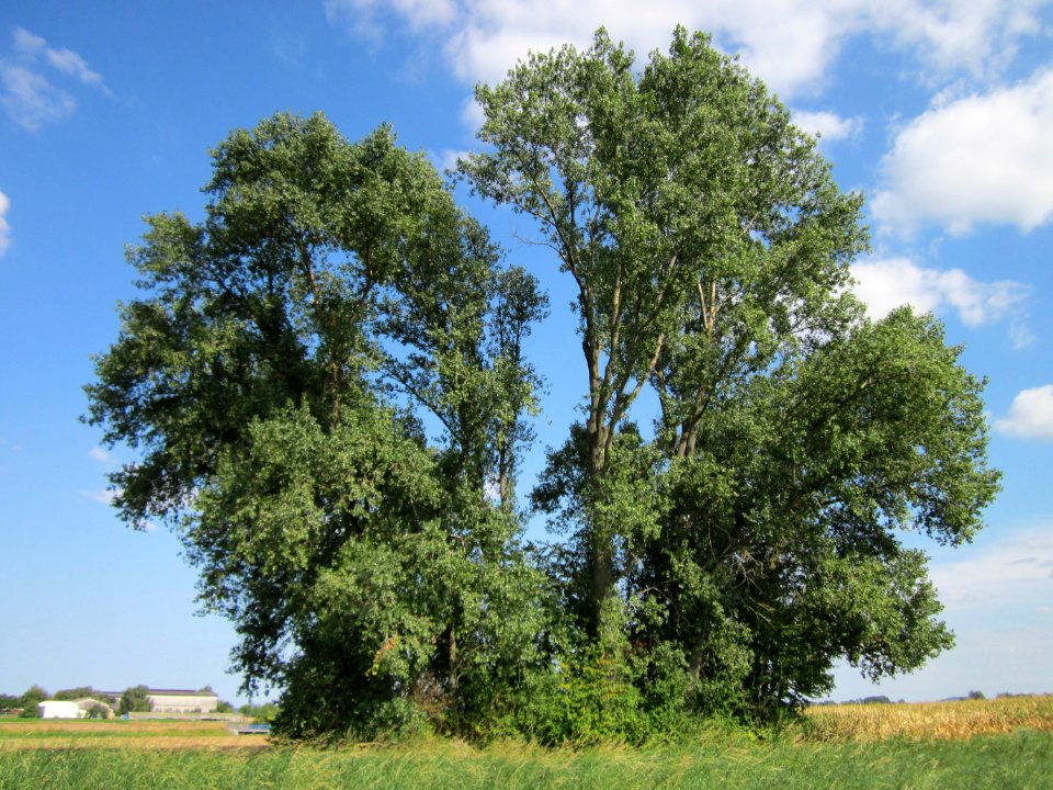 20120903Populus_x_canadensis05