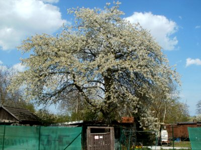 20120403Kirschbaum_Schwetzingen01