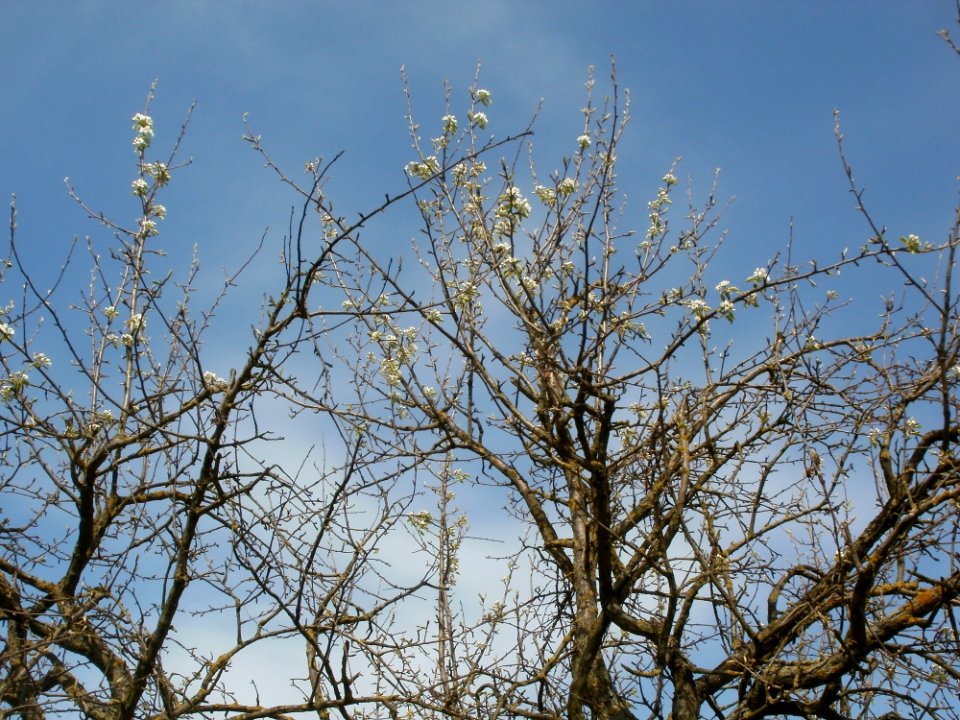20120402Birnbaum_Hockenheimer_Rheinbogen10