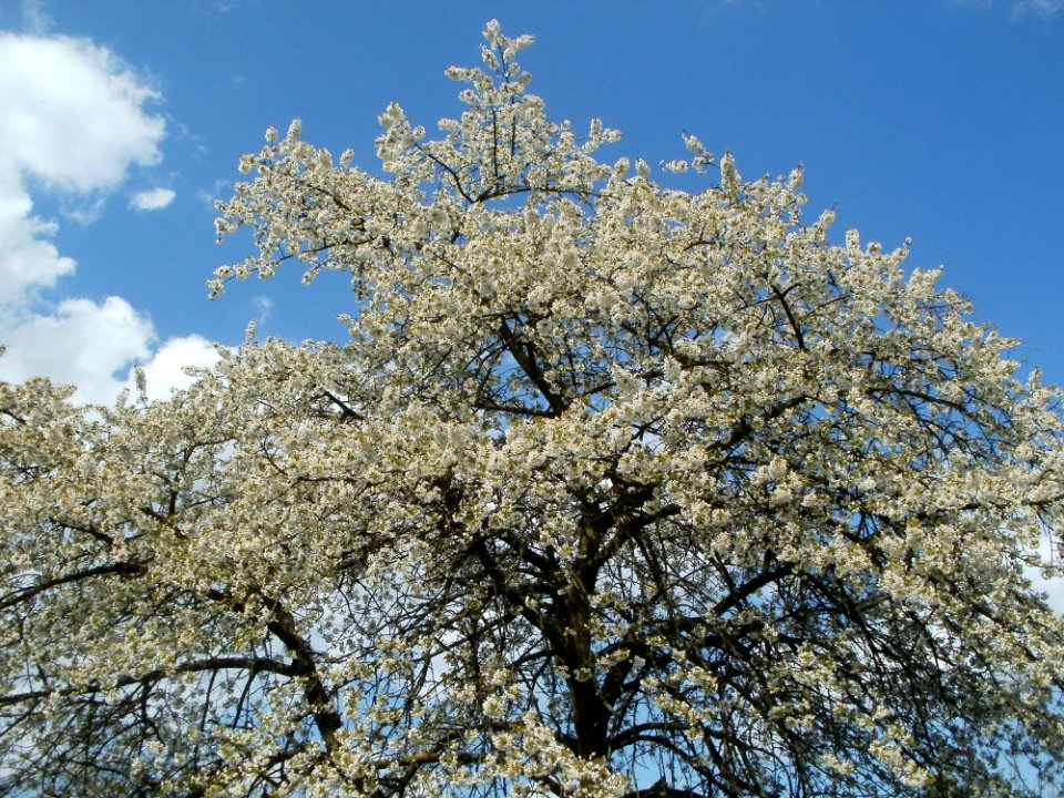 20120403Kirschbaum_Schwetzingen02