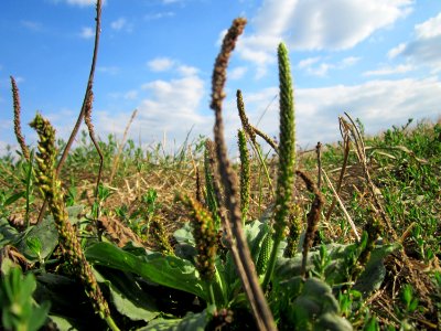 20120903Plantago_major6