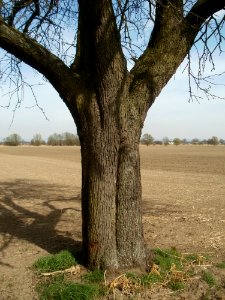 20120402Birnbaum_Hockenheimer_Rheinbogen14