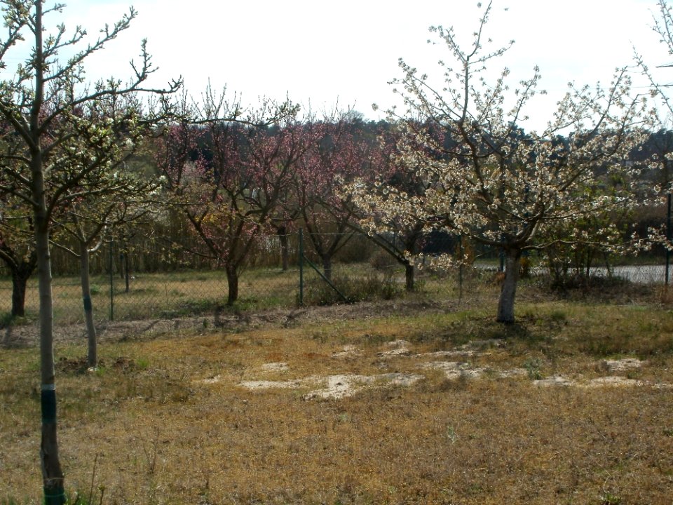 20120403Kirschbluete_Oftersheim06