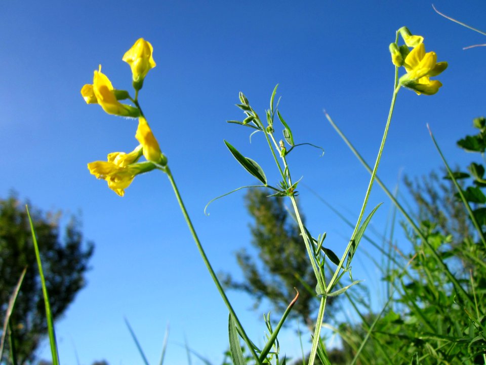20120906Platterbse_Rheinhausen
