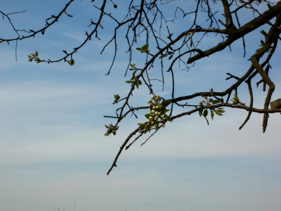 20120402Birnbaum_Hockenheimer_Rheinbogen04