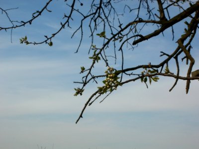 20120402Birnbaum_Hockenheimer_Rheinbogen04