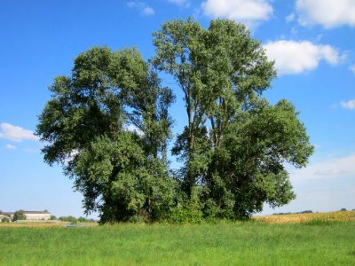 20120903Populus_x_canadensis04