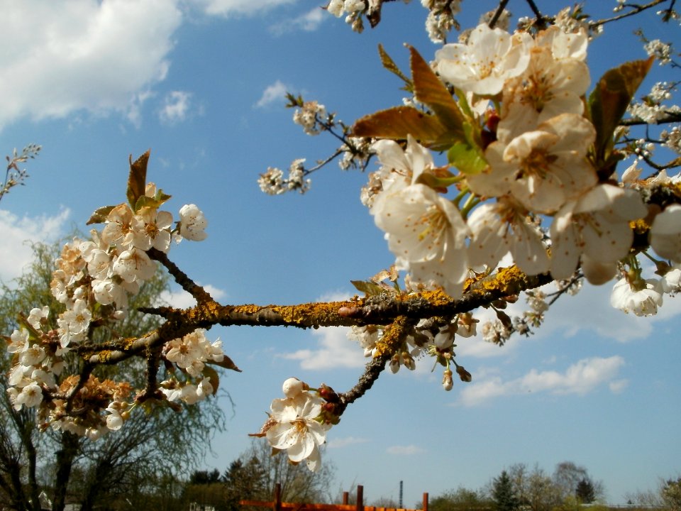 20120403Kirschbluete_Oftersheim04