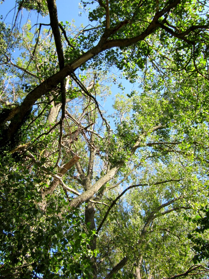 20120906Pappel_Rheinhausen4