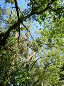 20120906Pappel_Rheinhausen4