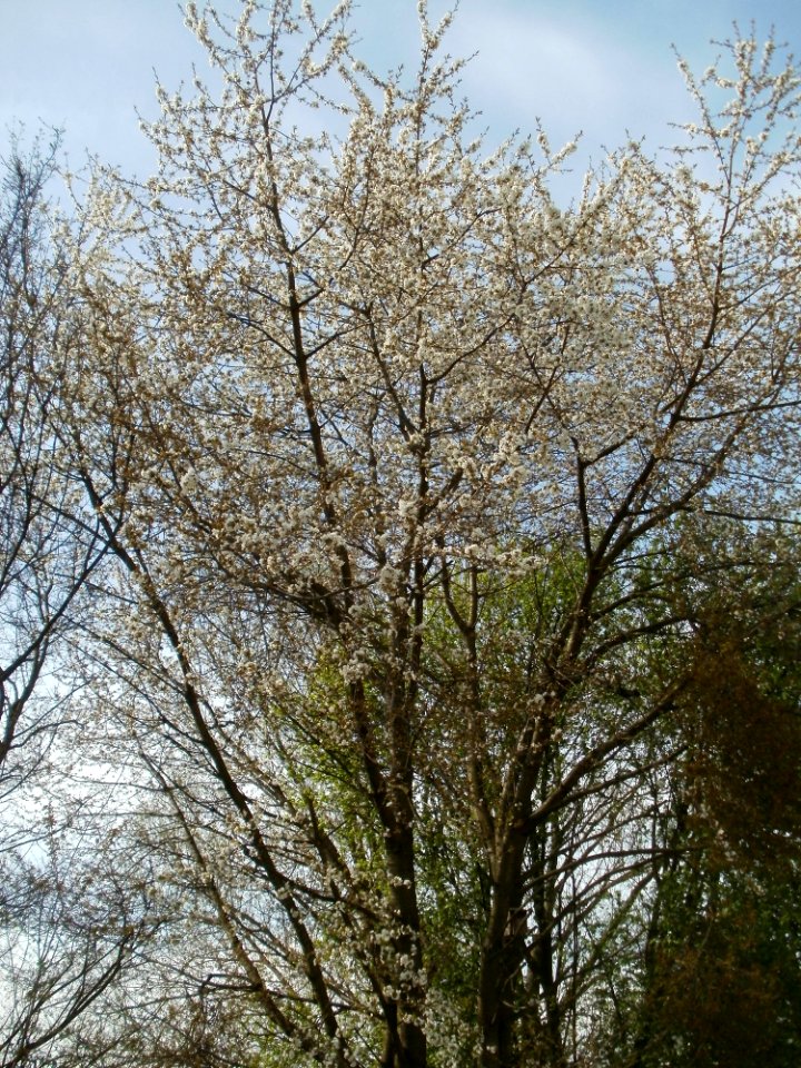 20120402Kirschbluete_Hockenheimer_Rheinbogen05