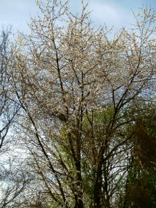 20120402Kirschbluete_Hockenheimer_Rheinbogen05