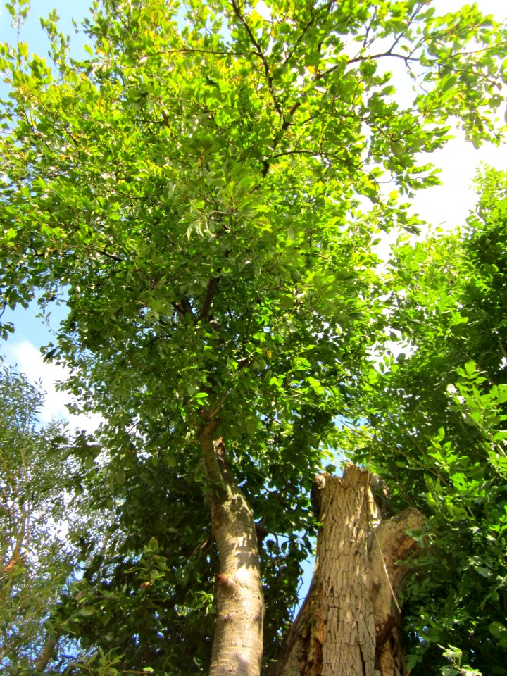 20120903Salix_alba5