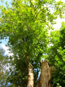 20120903Salix_alba5