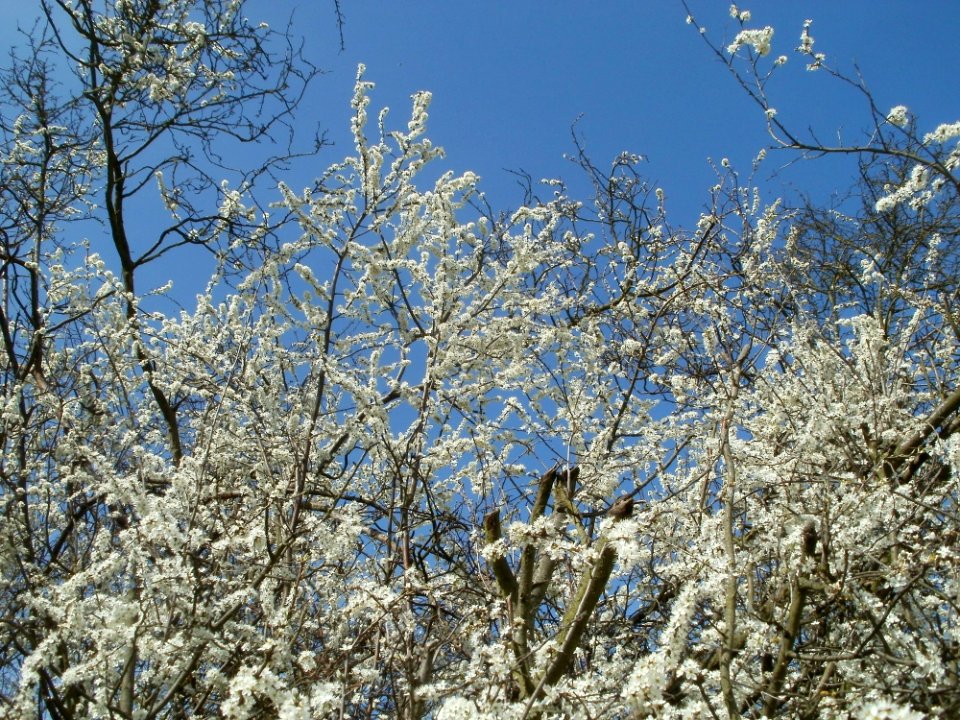 20120402Rhein_Hockenheim3