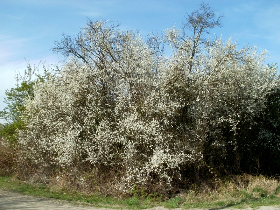 20120402Rhein_Hockenheim1