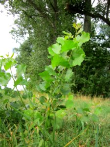 20120902Populus_x_canadensis3