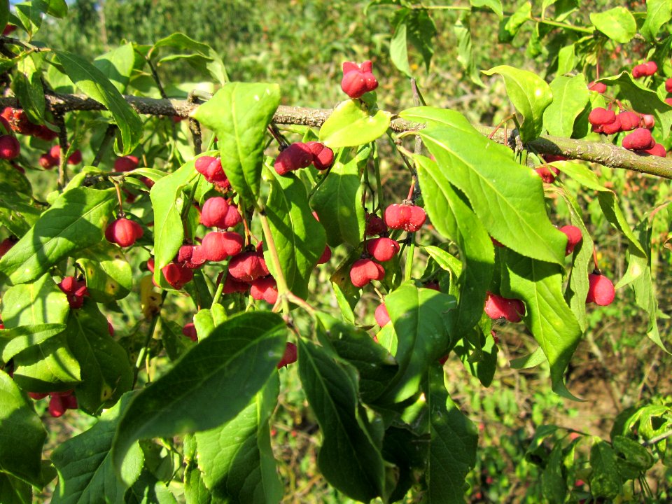 20120902Euonymus_europaeus06