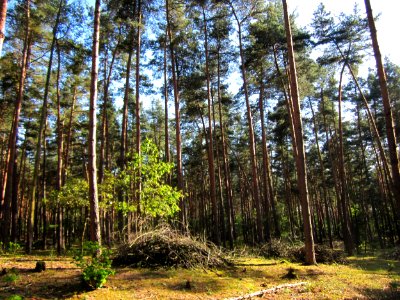 20120902Waldweide_Reilinger_Eck3