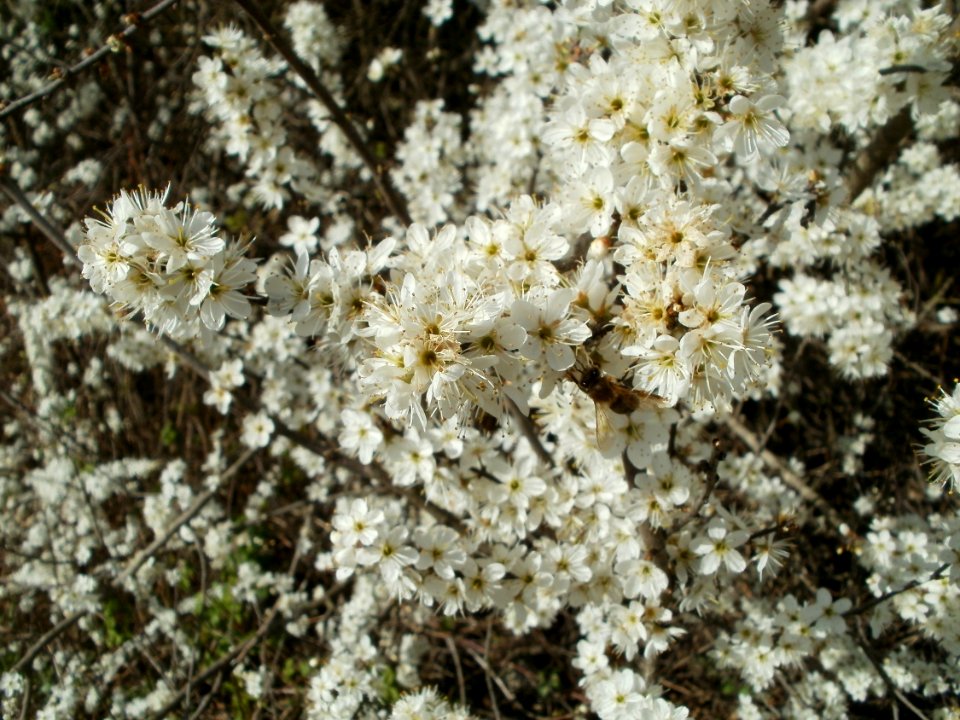 20120402Rhein_Hockenheim2