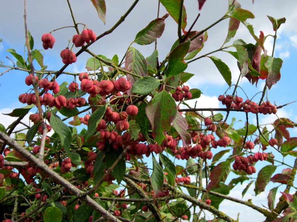 20120902Euonymus_europaeus02