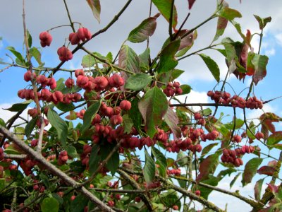 20120902Euonymus_europaeus02
