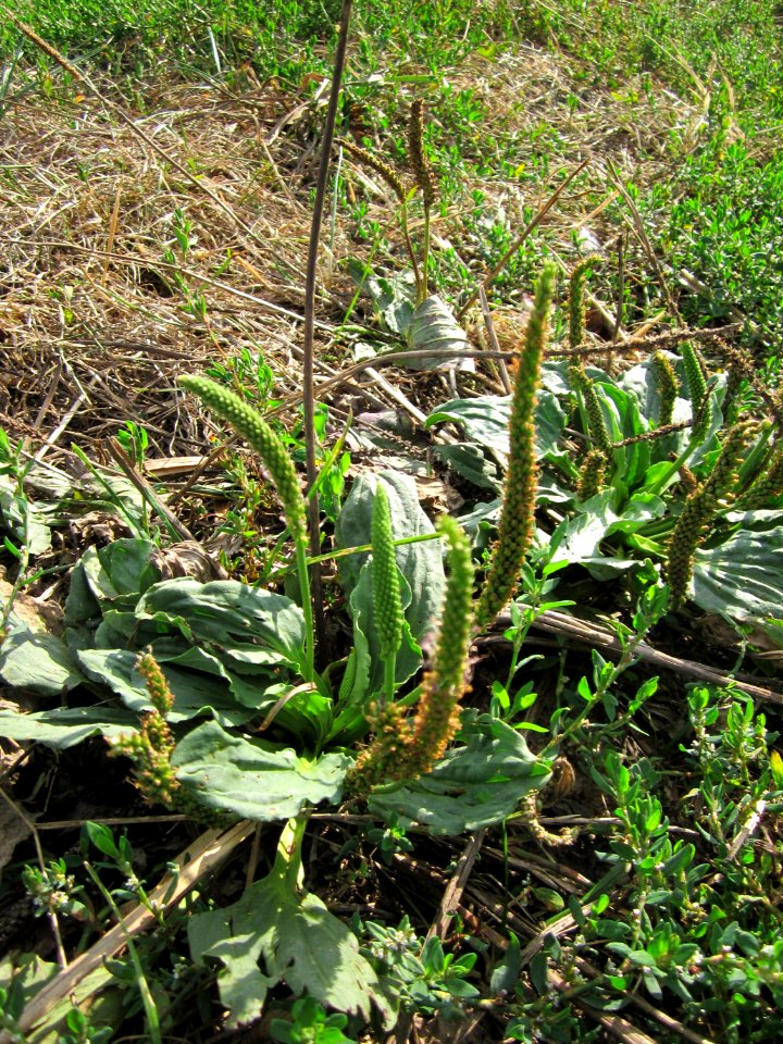 20120903Plantago_major2
