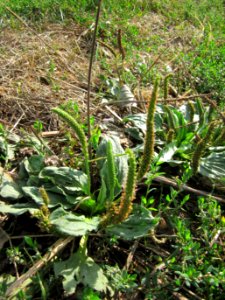 20120903Plantago_major2