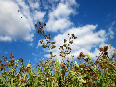 20120903Arctium_lappa2