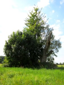 20120903Salix_alba3